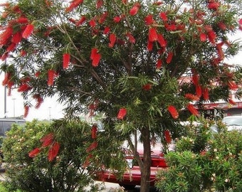 Crimson Bottlebrush Tree Seeds (Callistemon Citrinus) 30+Seeds