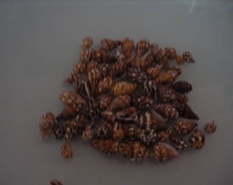 Small 100 mm x 6 mm Brown/gray escargot12 shells