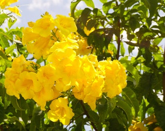 Yellow Elder Tree Yellow Bushy Floral Trumpet Flowers Tecoma Stans Tree Easy Care