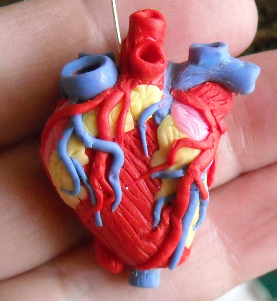 Anatomical Heart Necklace Science Geekery Organ Polymer