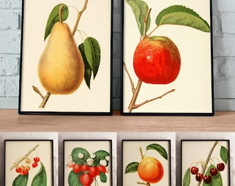 Vintage Fruit Prints, Set of 6, Printable Kitchen Art, Apple, Pear, Cherries, Strawberries, Instant Download, Botanical Print, Farm House