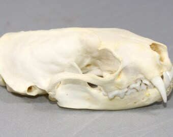 Real bone natural,Mink Skull