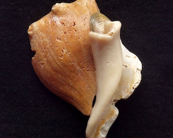 Neocon Shell Pin quarantanove