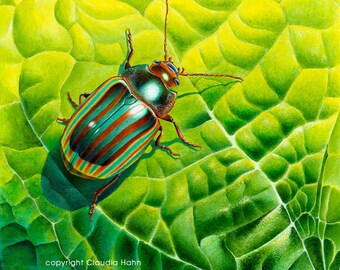 Large PRINT 'Rosemary beetle' (Chrysolina americana)