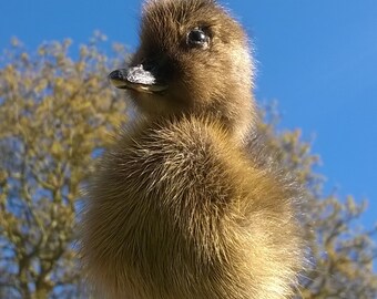 Gorgous freestanding black/brown/gold duckling