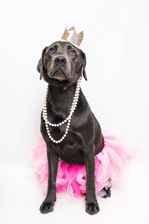 Dog Birthday Hat || Pet Party Hat || Cat Kitty Puppy Pig Birthday Crown Hat || Add Any Number