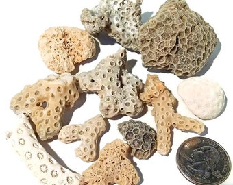 SMALL Sea Coral Pieces -Hand Collected, beach coral, coral fragments, beach decor, beach crafts, sea sponge, beach jewelry supplies