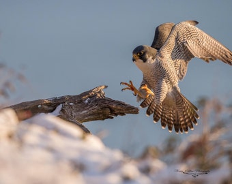 Peregrine Falcon Photo