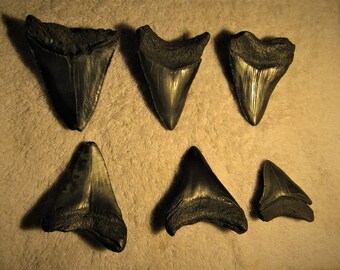 Rare Collection 6 Megalodon teeth