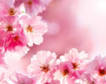 1 oz Cherry Blossom Fragrance oil