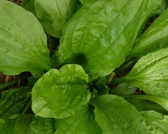 Organic Broadleaf Plantain Seeds, Plantago Major, Medicinal Herb Seeds