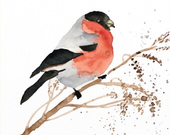 bullfinch original watercolor painting bird painting bullfinch painting 29.7x21cm (11.69x8.4inch)