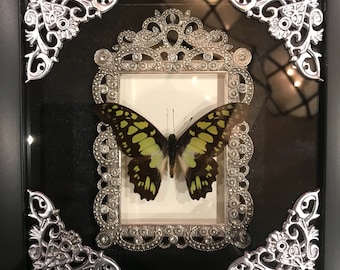 Beautiful lime green butterfly taxidermy display! Real!