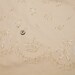 Ivory kawaii Japanese cotton fabric 110x100cm, ballet, crown, lace border