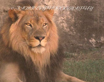 8X10 Print of Beautiful Male Lion