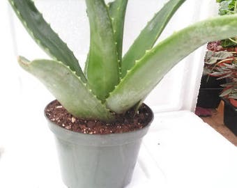 Aloe Vera - Medicine Plant - Burn Plant - Miracle Plant 4-inch Pot