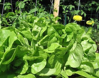 Lettuce, bibb leaf, heirloom, organic 25+ seeds, delicious healthy salad greens