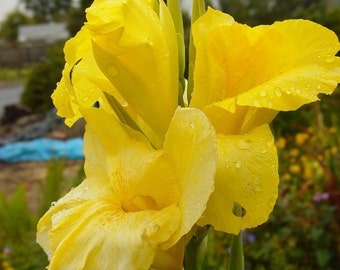 Bulbe de lis Canna - Bonjour jaune - Cannaceae - grande plante en pot - 1 ampoule / Rhizome