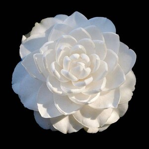 Camellia japonica 'Sea Foam' (Quart Pot)