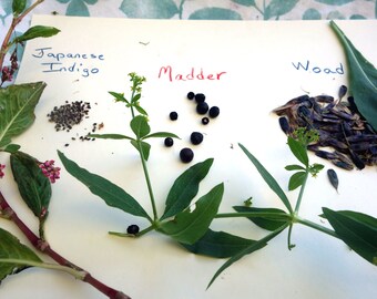 Dye Garden Seed Collection 3 Packets of Dye Plant Seeds 1 Packet Each Japanese Indigo Seeds Madder Seeds and Woad Seeds Natural Dye Seeds
