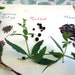 Dye Garden Seed Collection 3 Packets of Dye Plant Seeds 1 Packet Each Japanese Indigo Seeds Madder Seeds and Woad Seeds Natural Dye Seeds