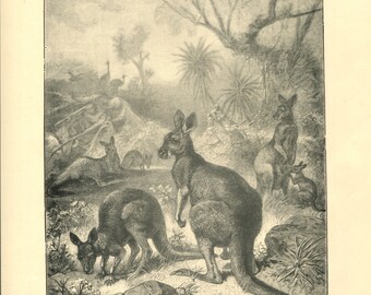 Antique Victorian Engraving Print of Kangaroo 1880s