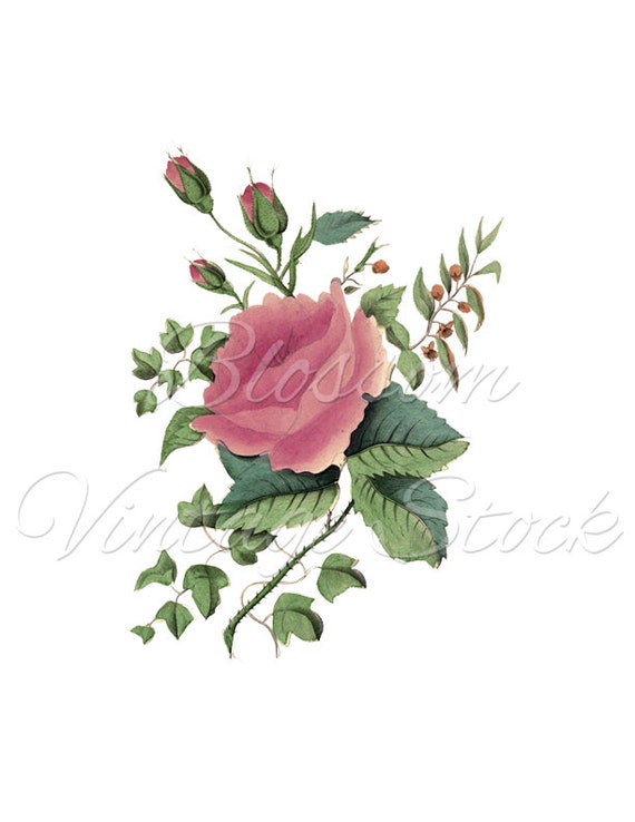 Rose Clip Art PNG Digital Image Shabby Chic Rose Vintage