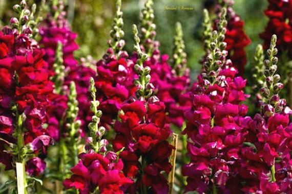 800 Seeds Antirrhinum majus Snapdragon Ruby Rocket Deep Red