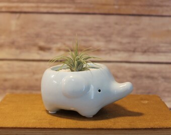 Elephant Air Plant Terrarium