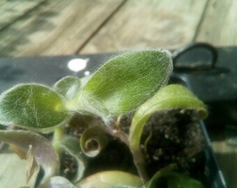Tradescantian 'White Velvet'
