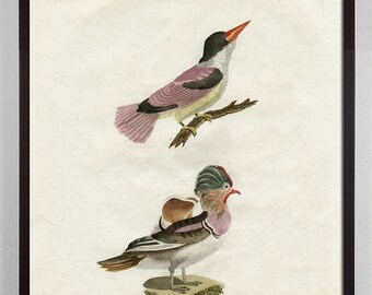 Pastel Bird Art, Antique Bird Print, Bird Art, Colorful Bird Art, Audubon Art, Gift for Bird Lover, victorian art, bird specimen