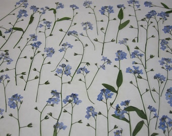 Des fleurs pressées séchées pour l’artisanat - Myosotis bleus naturel avec tige