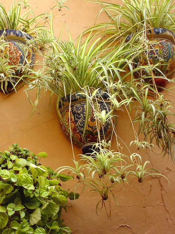 San Miguel, Mexico - Garden Wall Planters (5" x 7" photographic greeting card - blank inside/with envelope)
