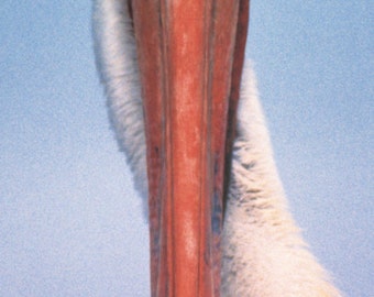 Adult Brown Pelican