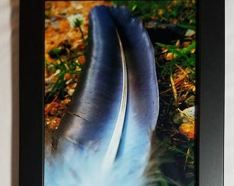 As The Crow Flies One Feather Lighter