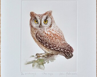 Scops owl (Otus scops) - handmade copper-plate engraving print