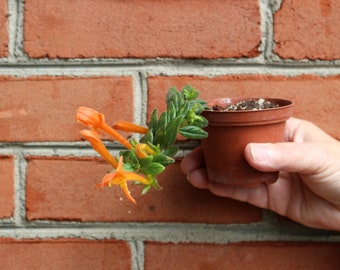 columnea orange sherbet