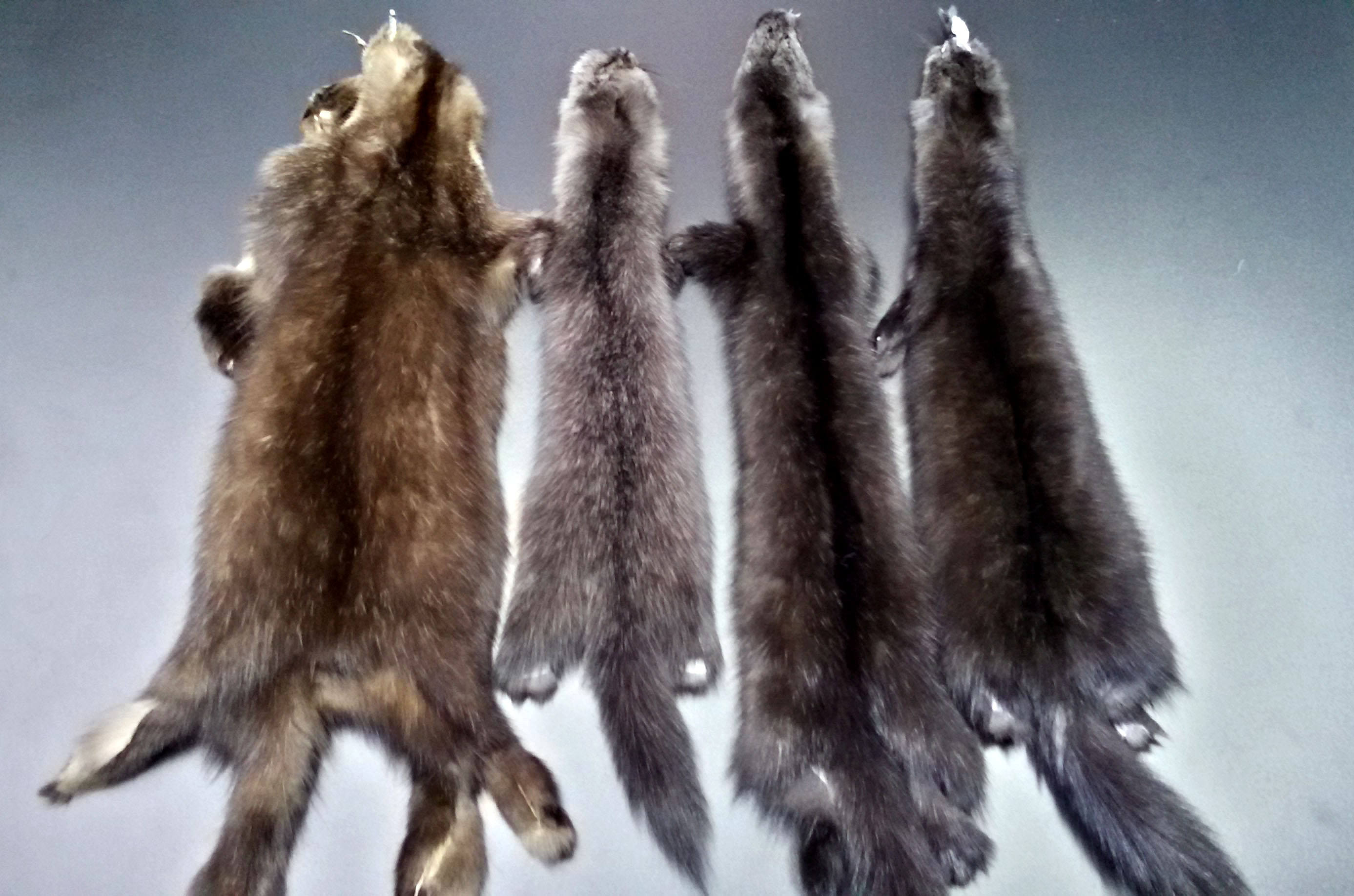 Sable pelt sable fur sable skin sable pelts sable hide