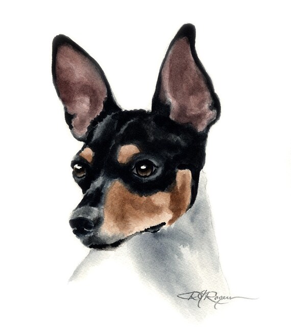 Rat Terrier Art Print by Watercolor Artist DJ Rogers