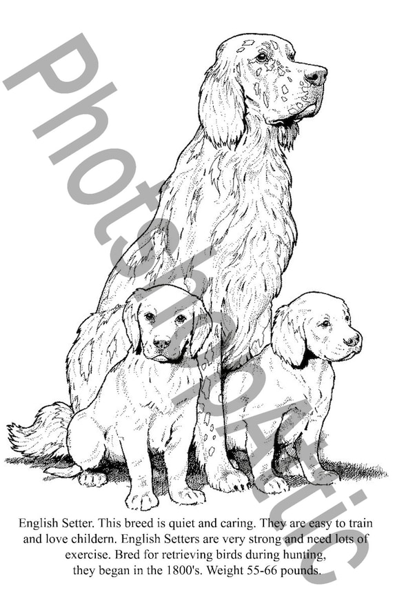 Dog Breed Coloring Book 40 printable pages PDF instant