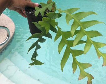 Rare Selenicereus chrysocardium, Epiphyllum chrysocardium, Marniera chrysocardium, shark tooth and fern cactus rick rack plants and cuttings