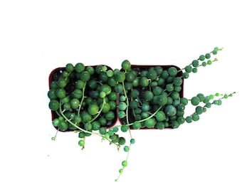 2 String of Pearls Senecio rowleyanus - 2 " Pot