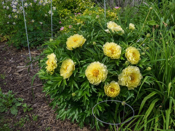 peony itoh bartzella large 2 3 eye root plant