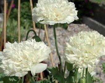 10 White Cloud Poppy Seeds-1141