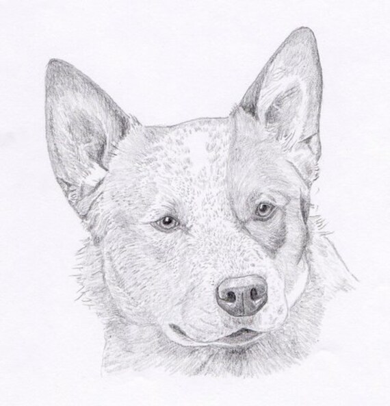 Red Heeler Dog Drawing Red Heeler Dog Drawing