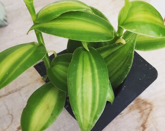 Vanilla planifolia Variegated Orchid Plug (1)