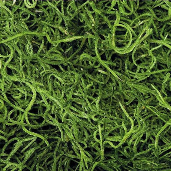 Dried Spanish Moss Dried Moss Natural Moss Decorative