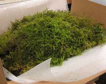 Moss, Live Moss, Fresh Shag , Beautiful Green Fresh Shag.