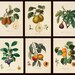 Botanical Collection#4 of 10 vintage images pictures Fruits 1800s Antique Botany Instant Download printable 300dpi
