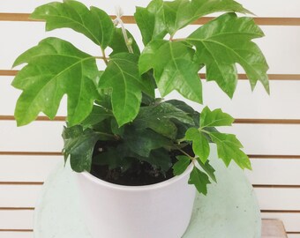 Ivy Oak Leaf Plant 4"